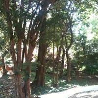 Bosque Municipal