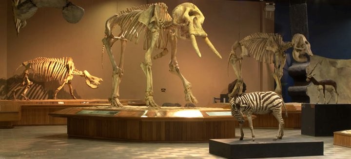 Museu de Ciências Naturais - PUC Minas