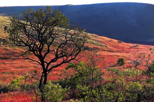 Trilha Campo Rupestre Ferruginoso
