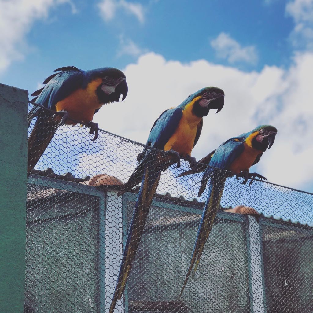 Zoo das Aves