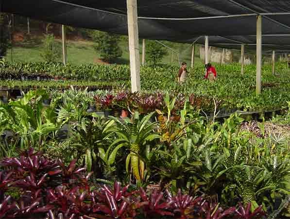Orquidário