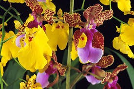 Orquidário