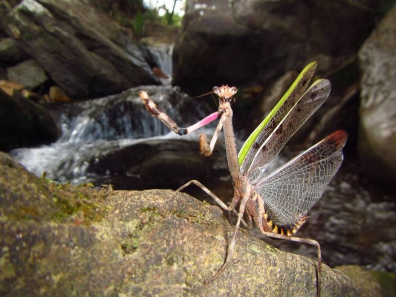 Cachoeira da Água Limpa