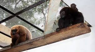 Zoológico da Usipa 