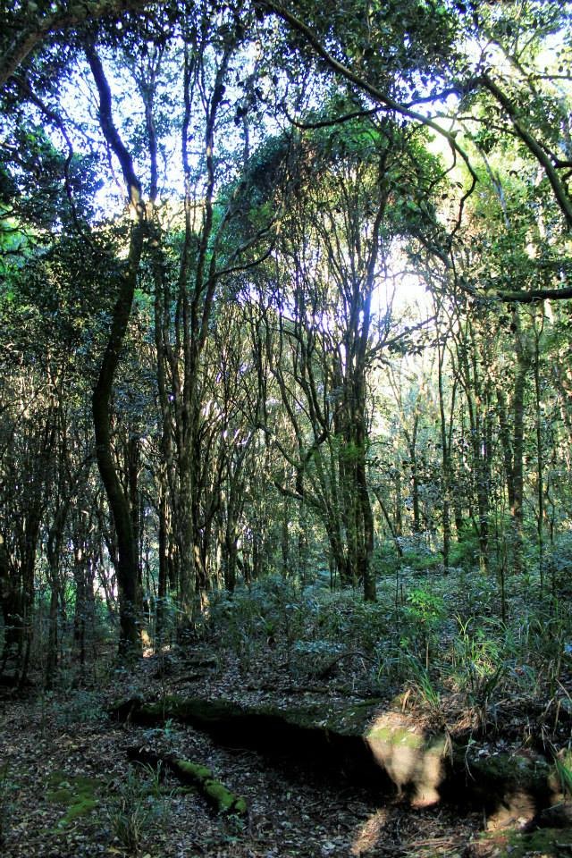 Parque Estadual da Serra do Papagaio