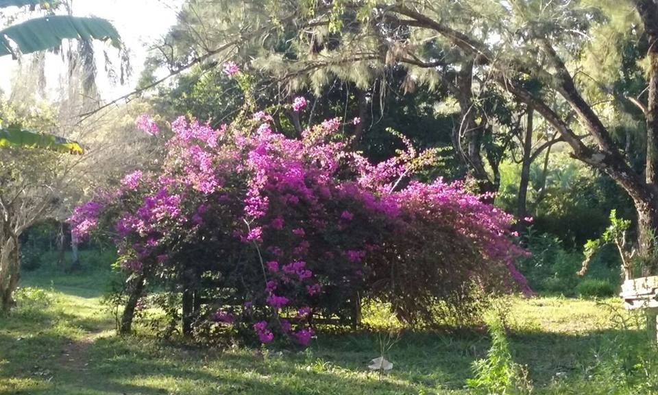 Cachoeira Água Limpa