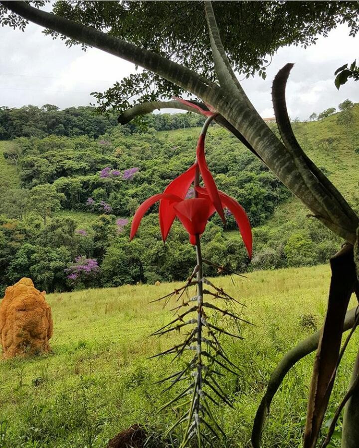 APA São José - Parque das Libélulas 