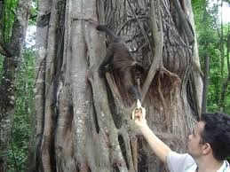 Mata dos Macacos