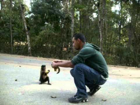 Mata dos Macacos