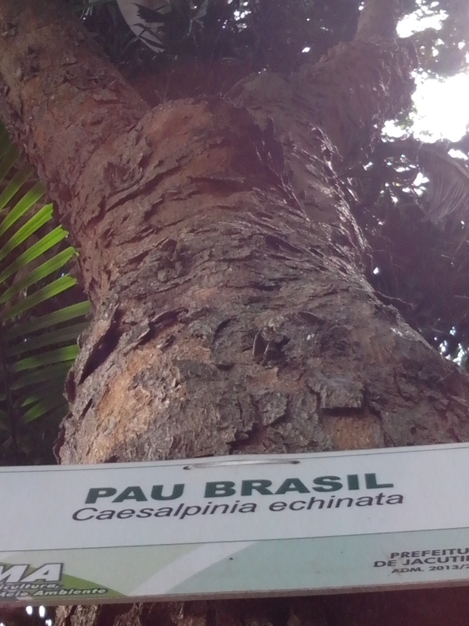 Bosque Antonio Alberti