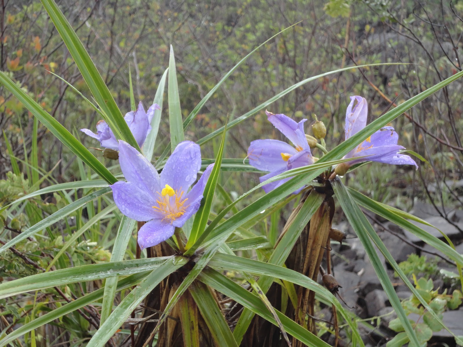 Parque Estadual de Grão Mogol