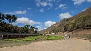 Viveiro de Mudas Nativas – Instituto Terra 