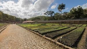 Viveiro de Mudas Nativas – Instituto Terra 