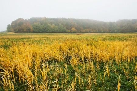Capim Amarelo