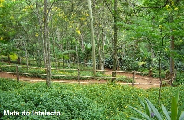Mata do Intelecto