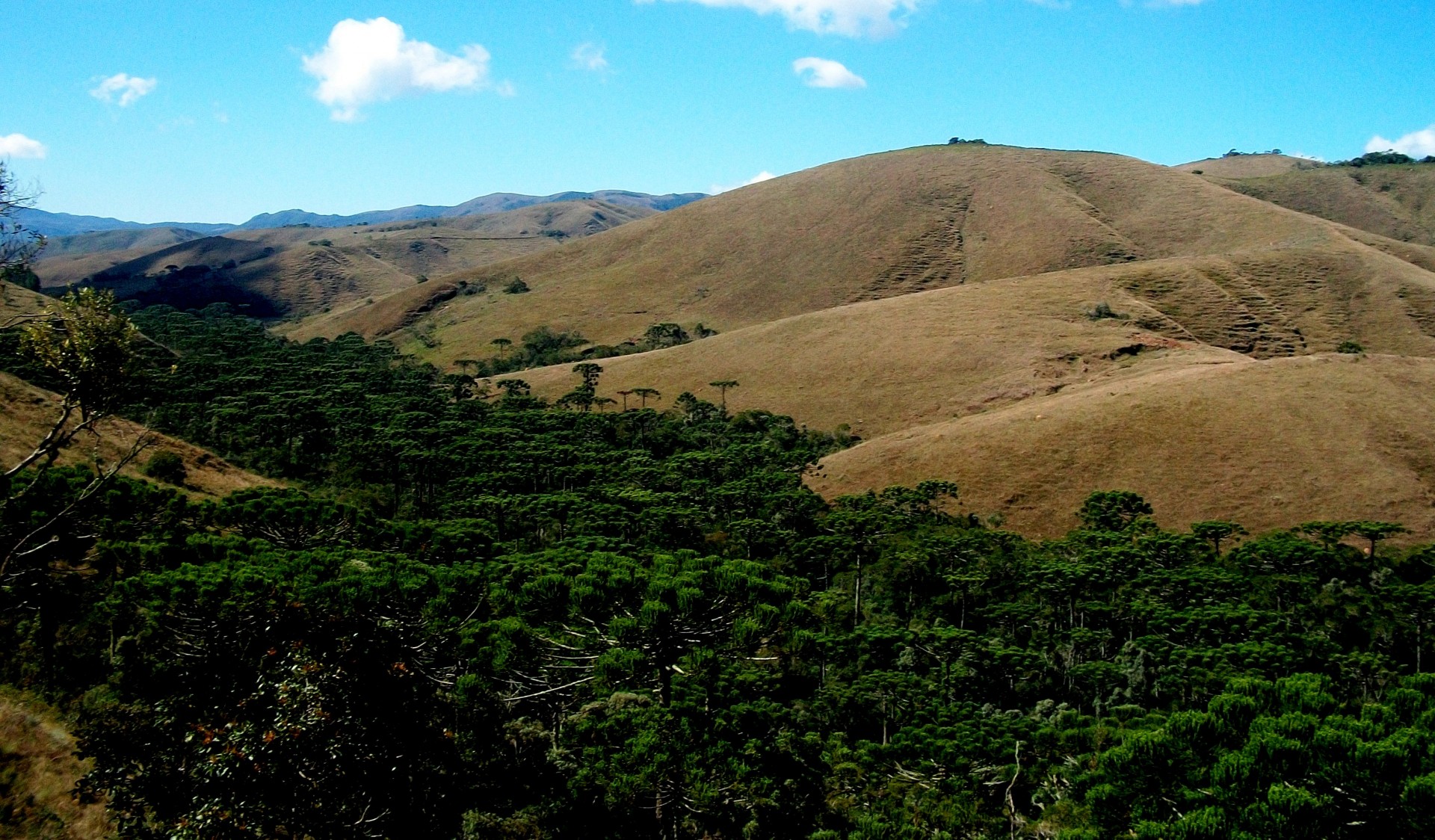 Mirante das Araucárias 