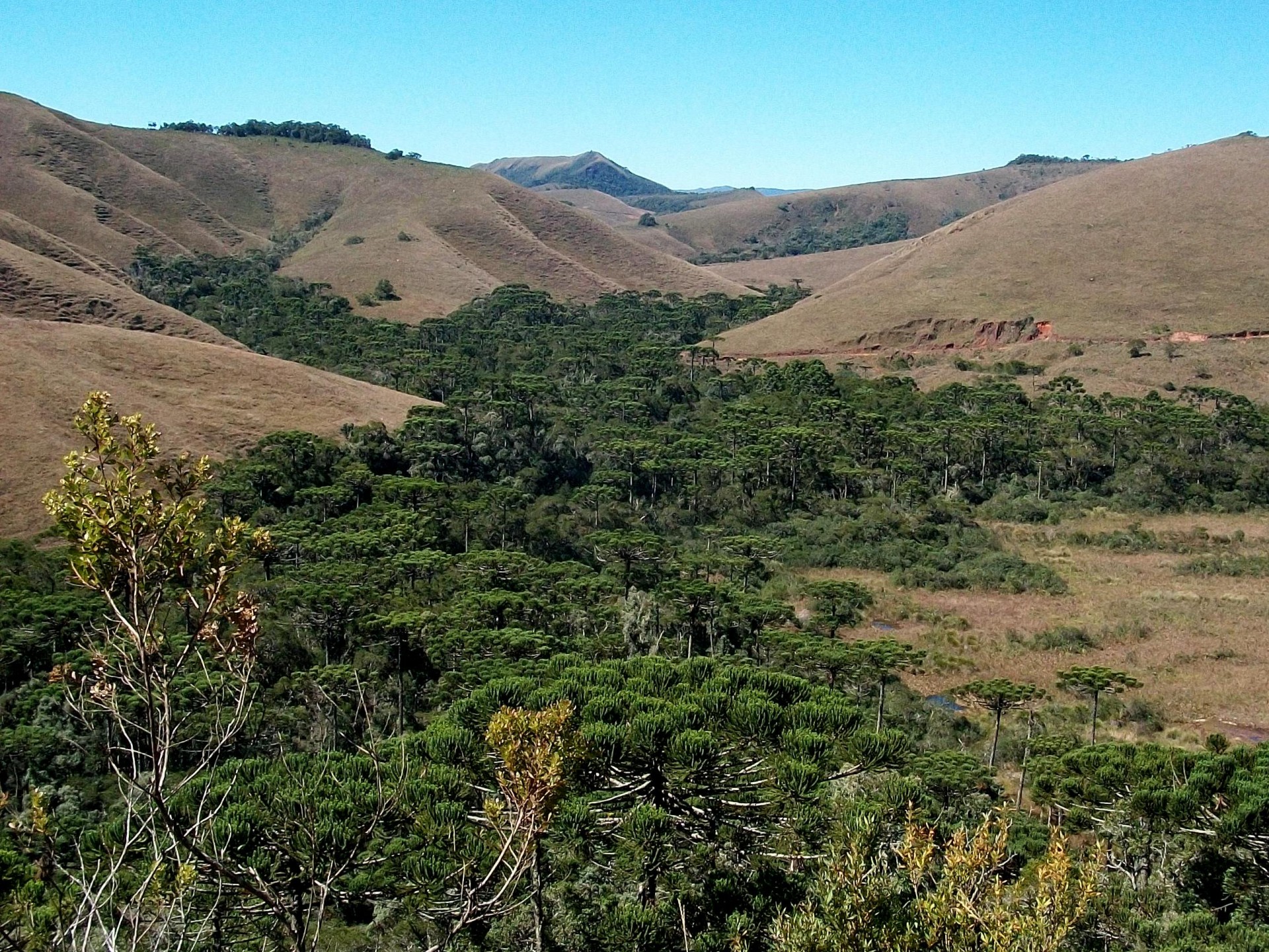 Mirante das Araucárias 