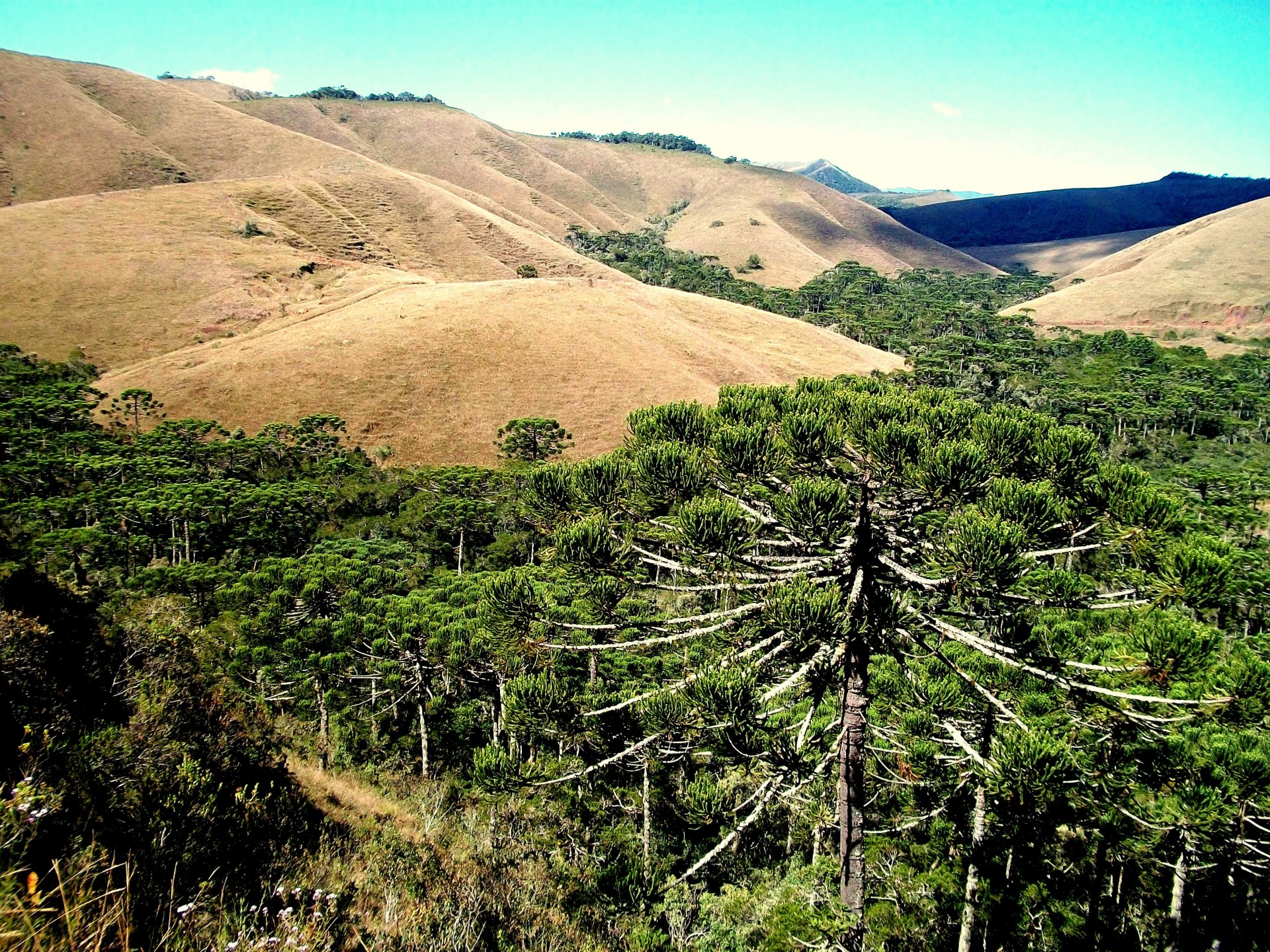 Mirante das Araucárias 
