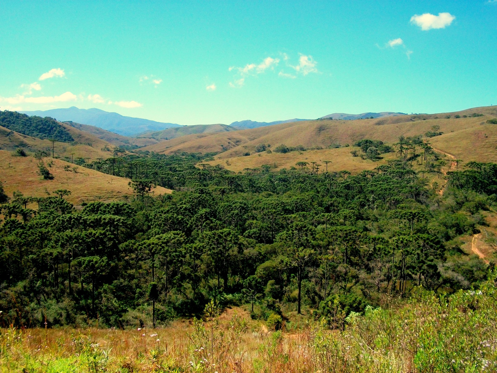 Mirante das Araucárias 