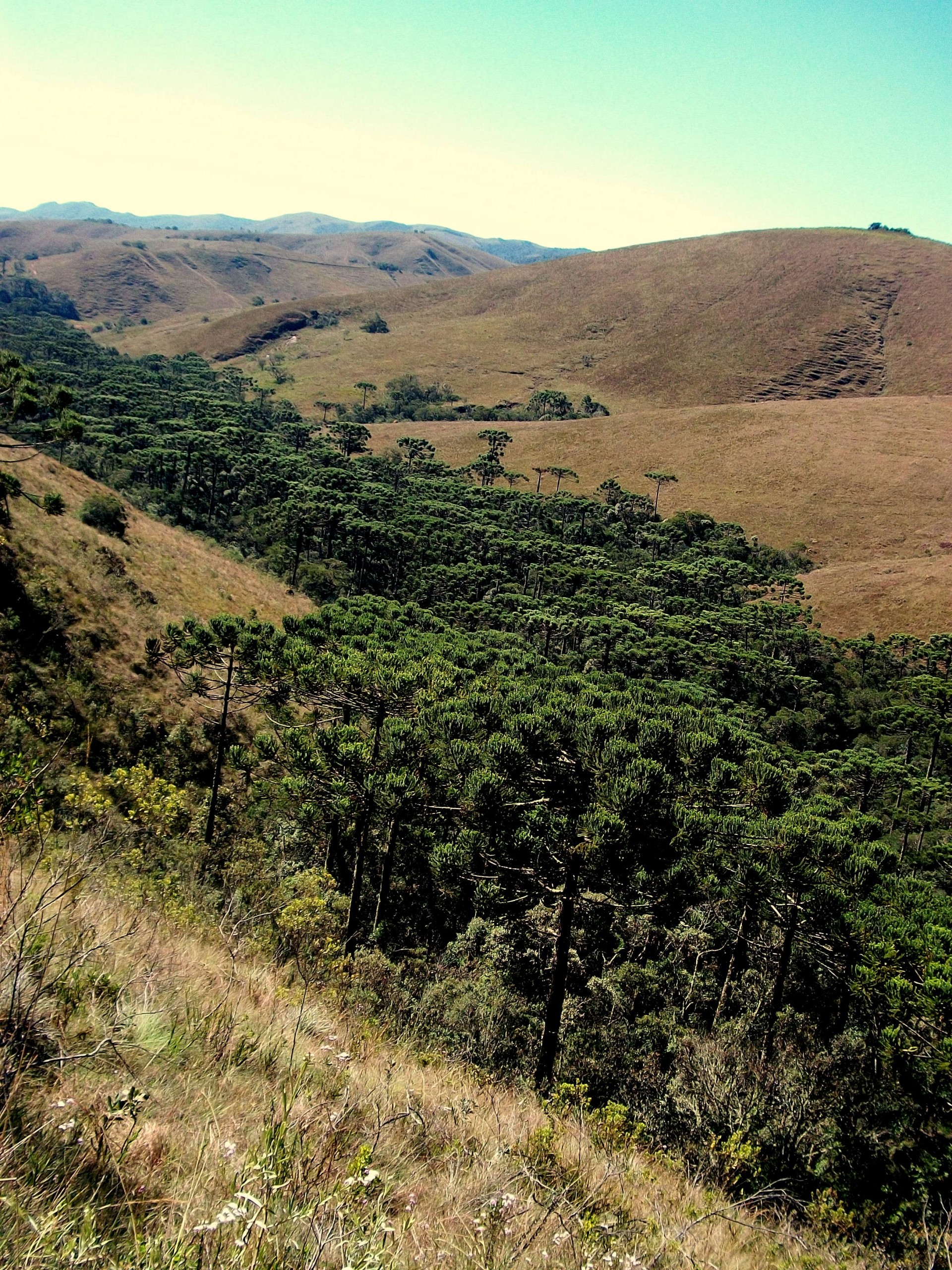 Mirante das Araucárias 