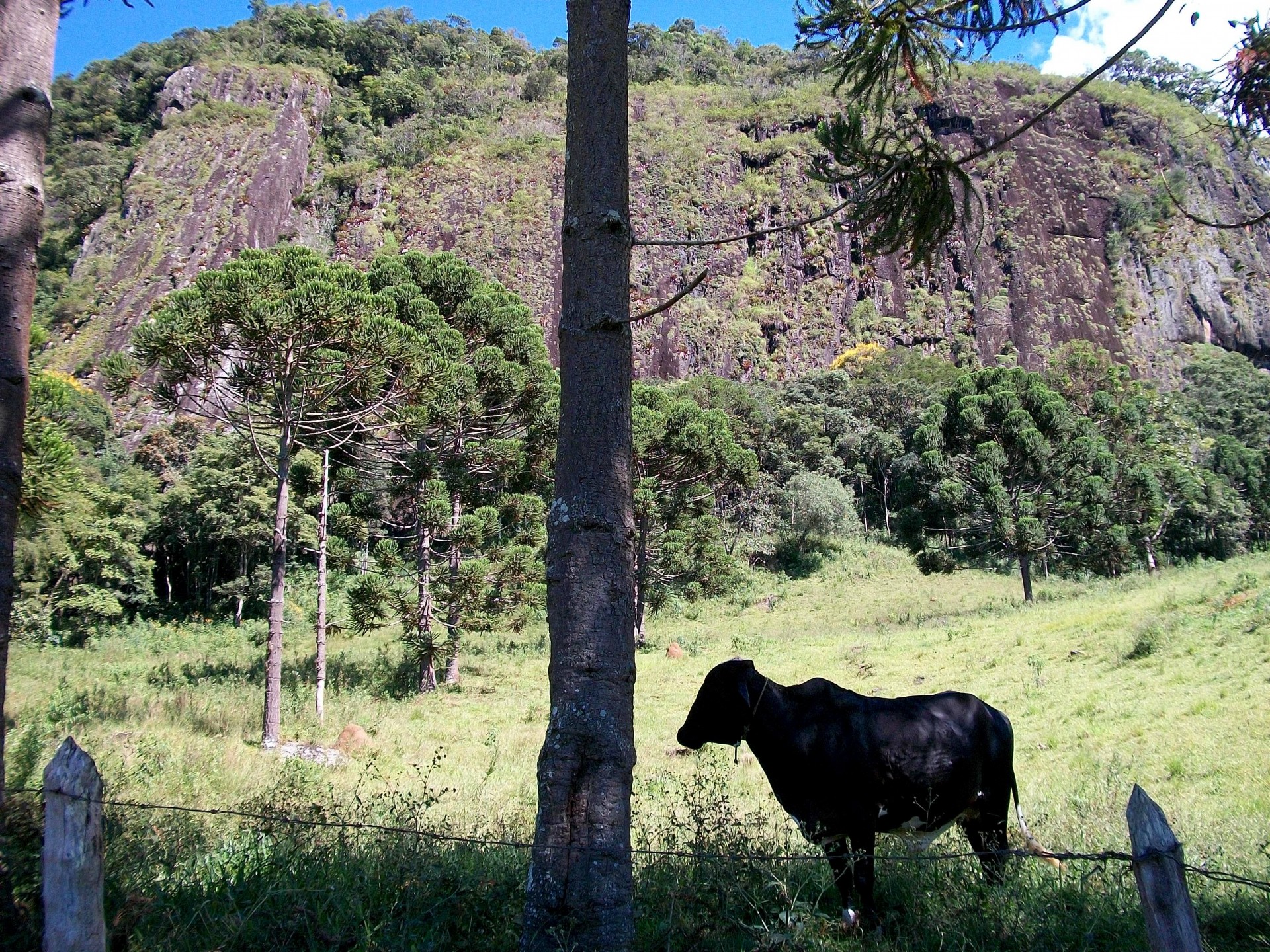 Pedra da Campina