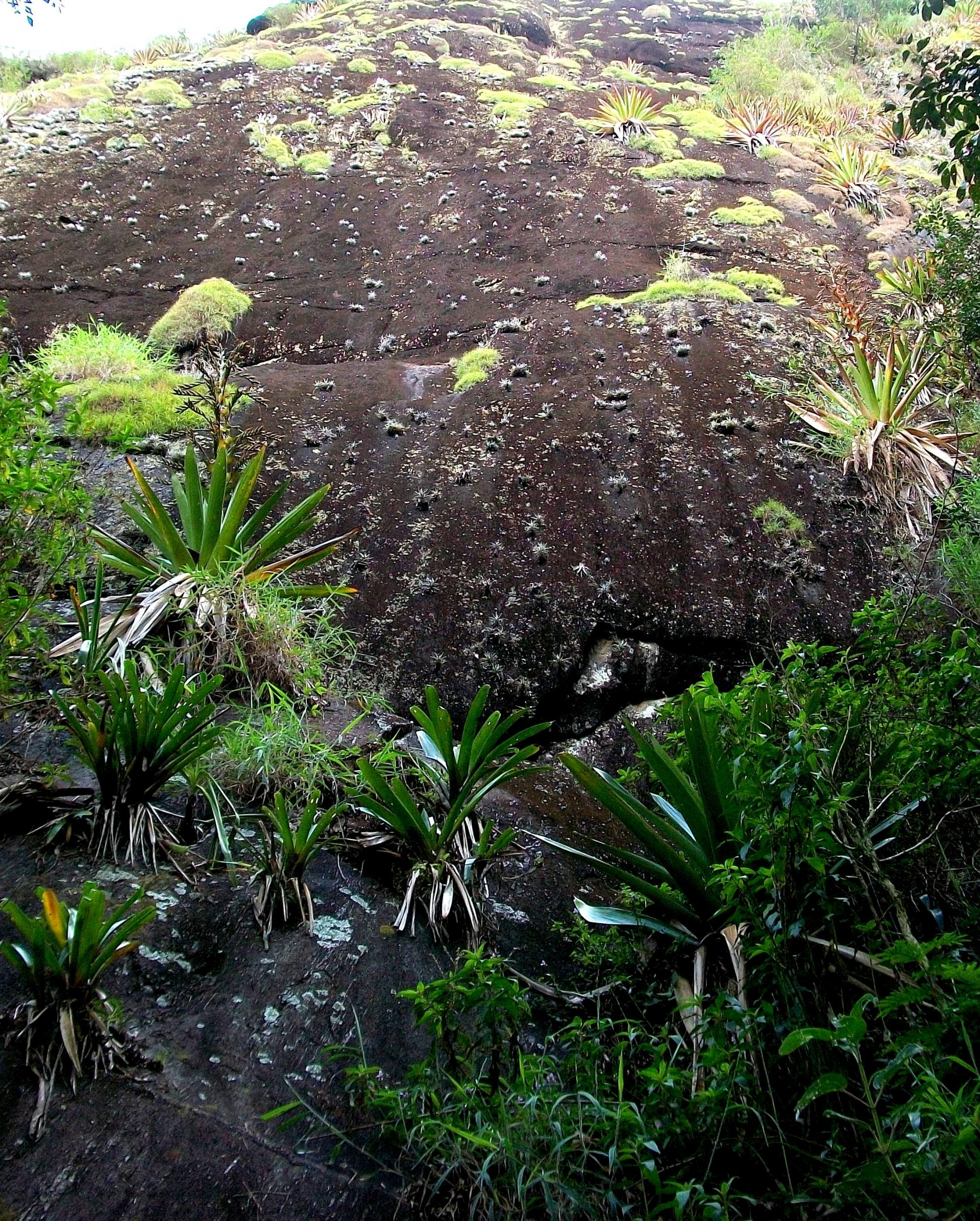 Pedra da Campina