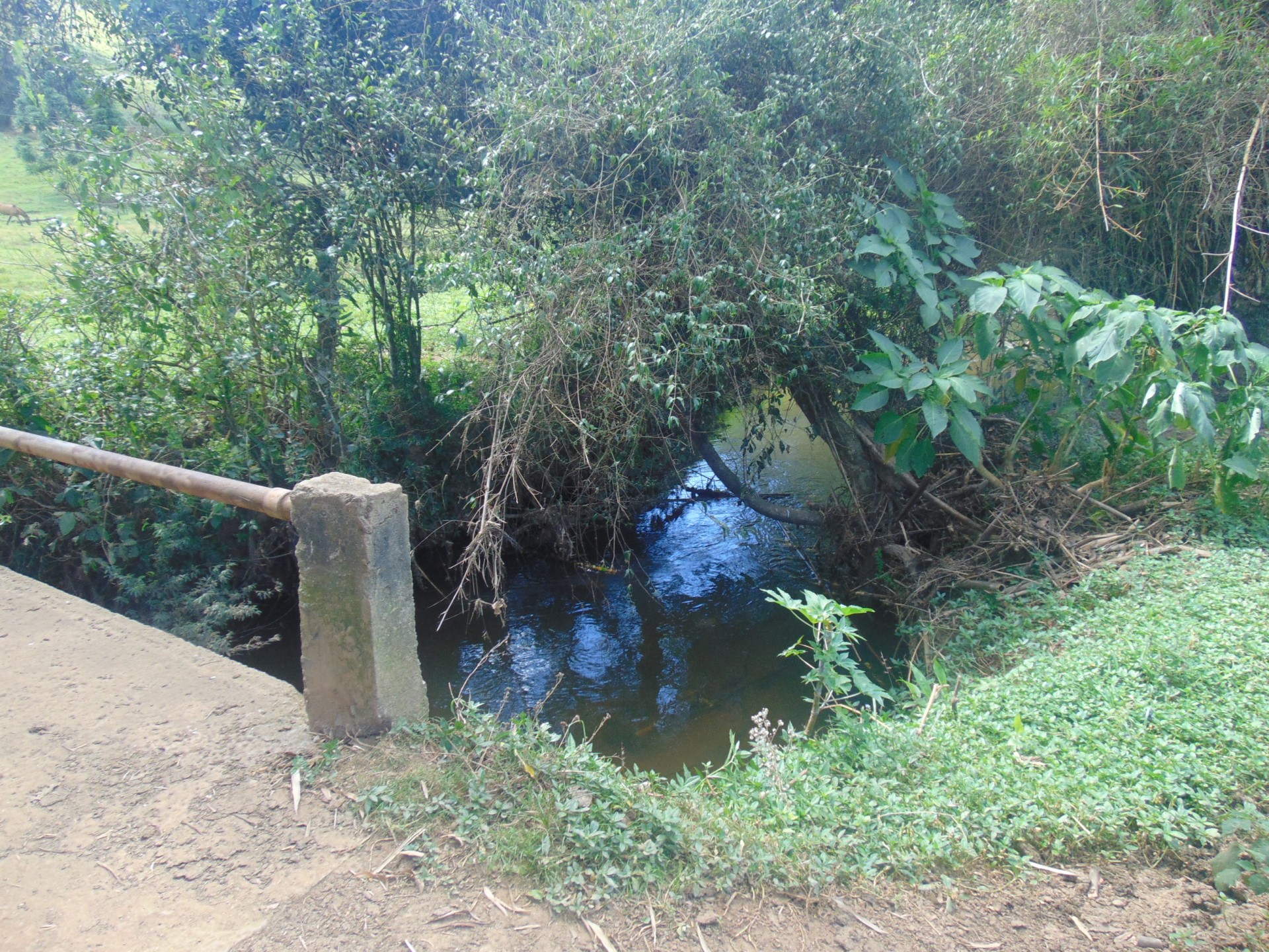 Ribeirão dos Campos 