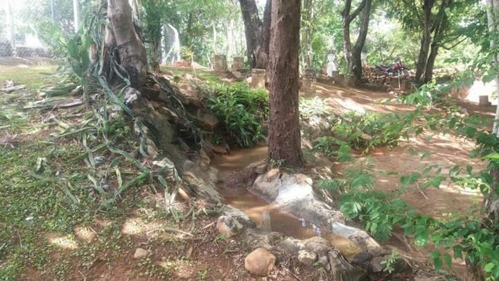 Horto Florestal