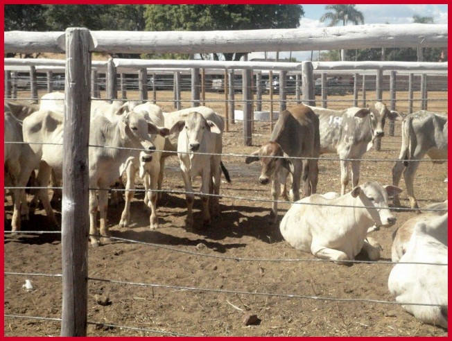 Clube do Cavalo de Itacarambi