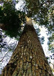 Parque Estadual dos Campos Altos
