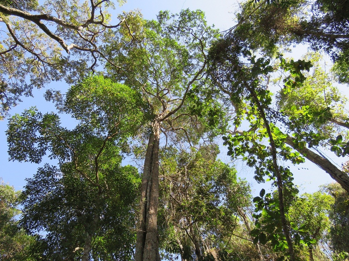 Parque Estadual dos Campos Altos