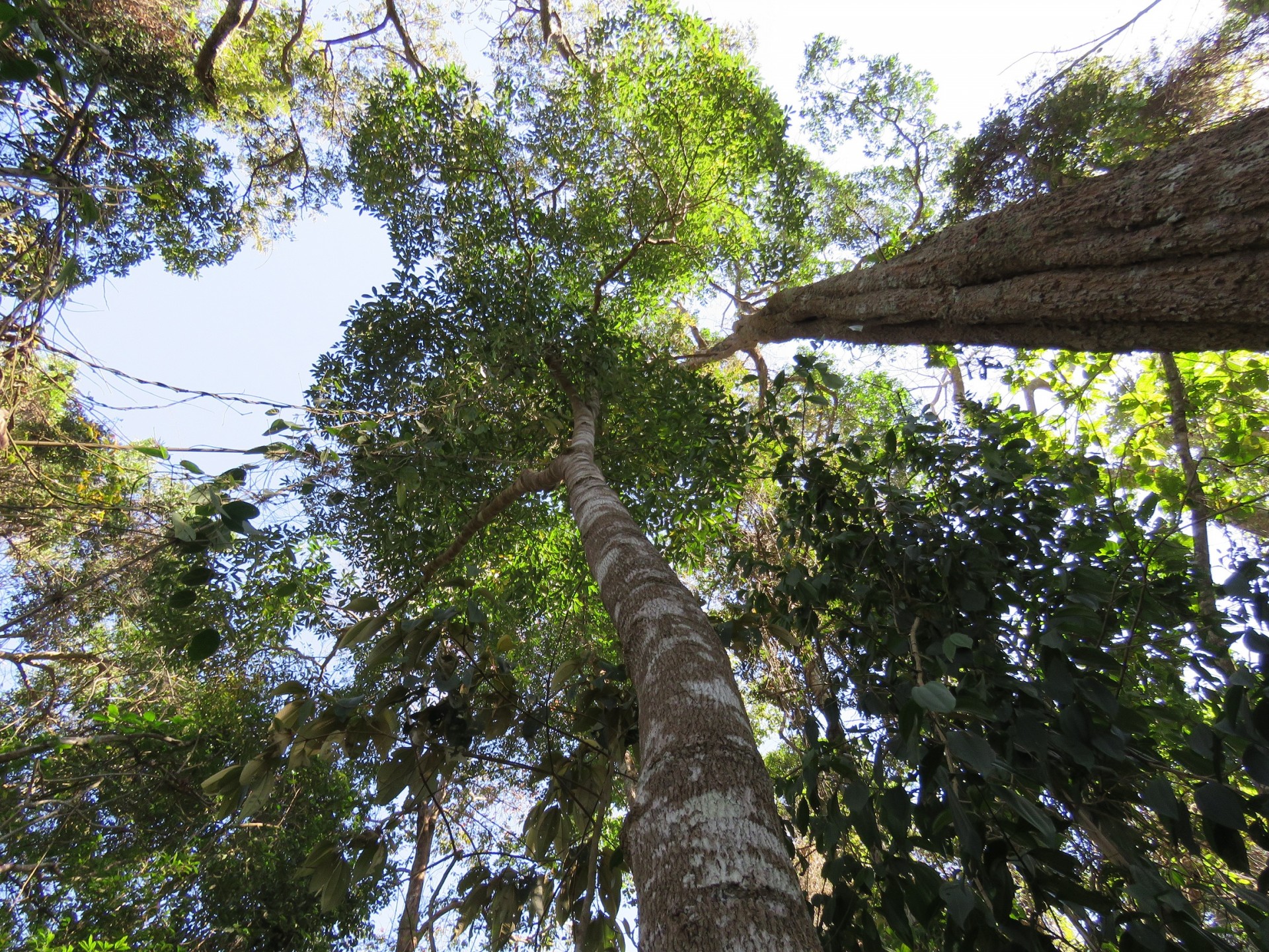 Parque Estadual dos Campos Altos