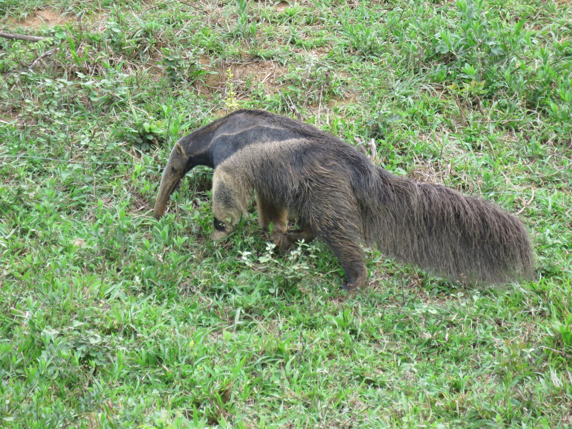 Parque Estadual dos Campos Altos