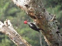 Parque Estadual dos Campos Altos