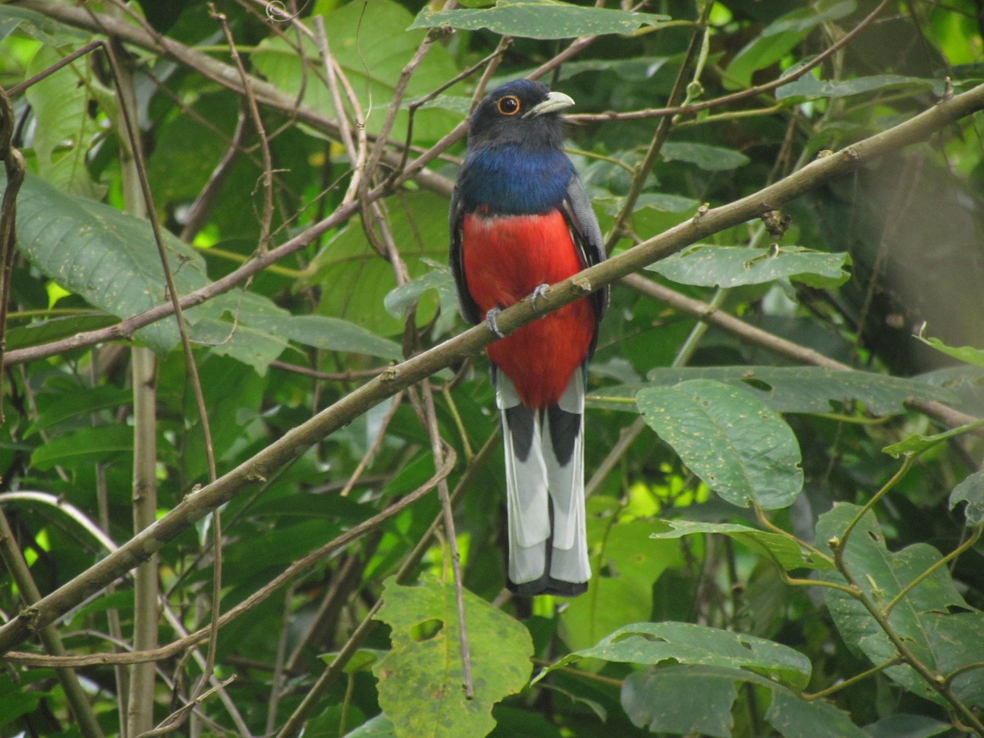 Parque Estadual dos Campos Altos