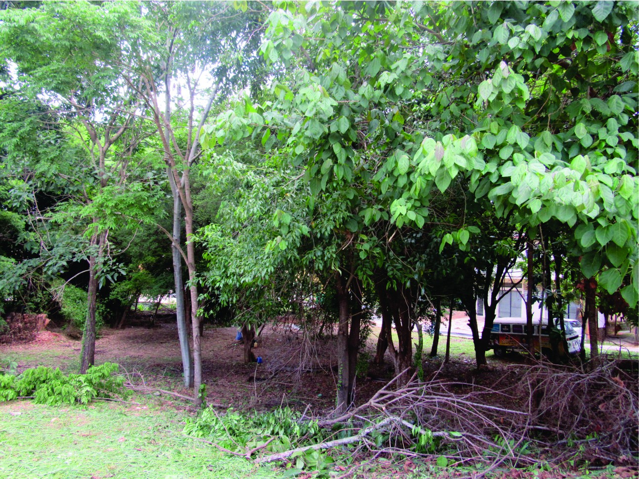 Jabuticabeiras