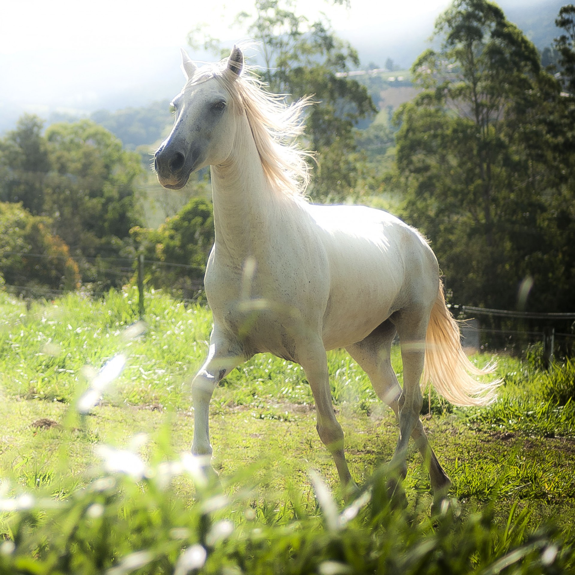 CTEE – Centro de Treinamento Equestre Extrema