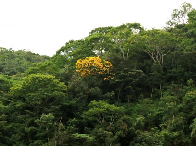 Apa do Urucum