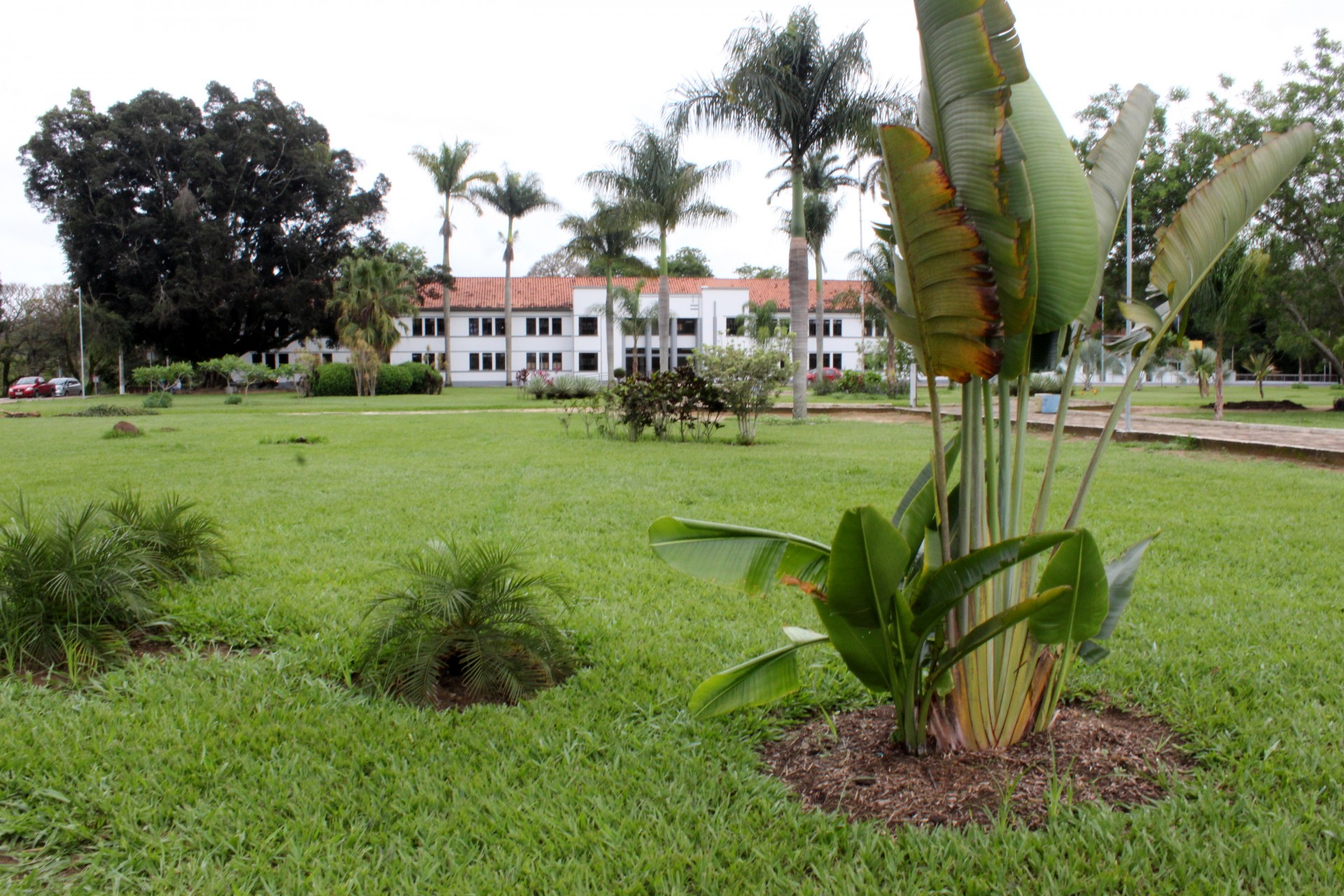 Maciços Florestais da UFV Campus Florestal