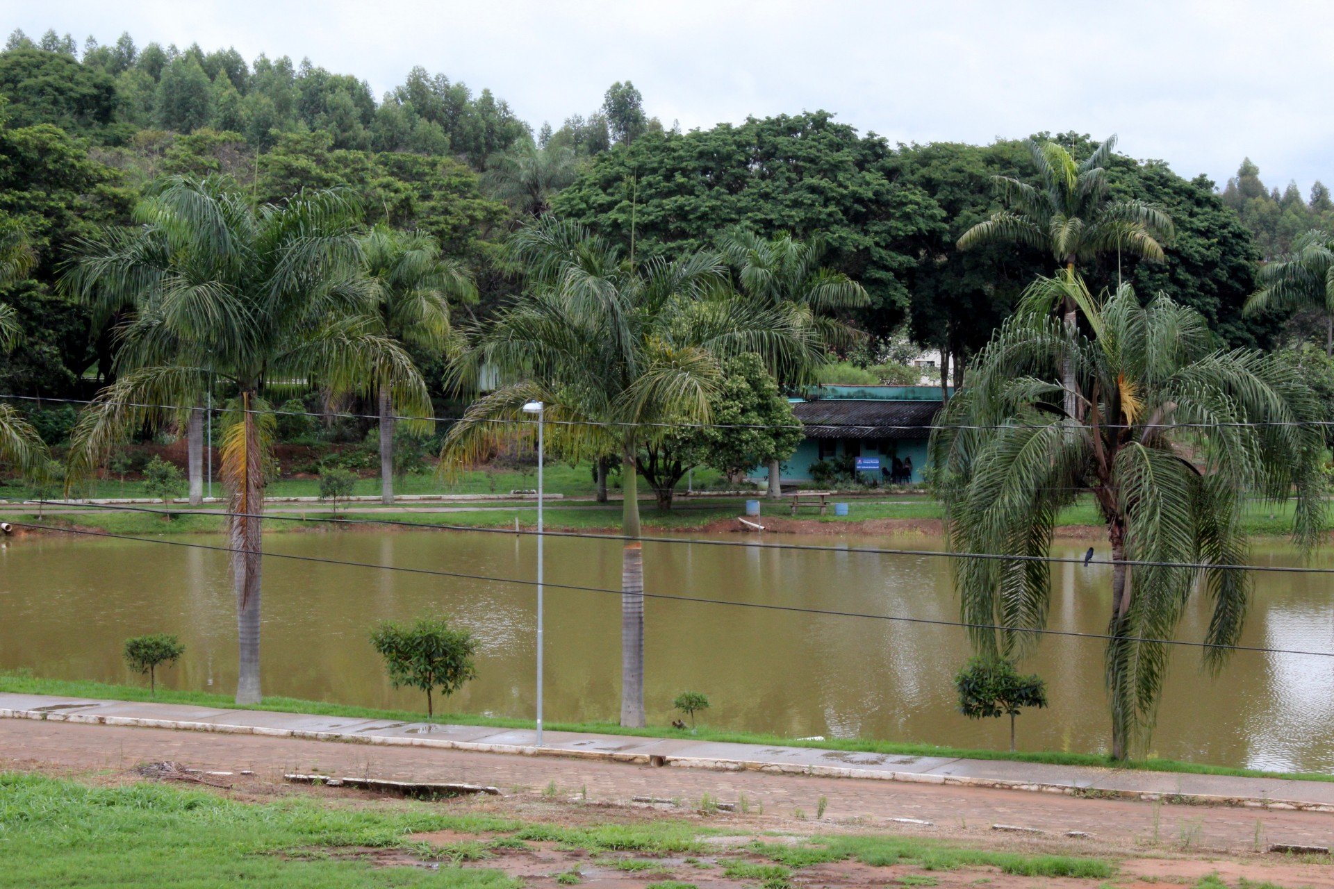 Maciços Florestais da UFV Campus Florestal