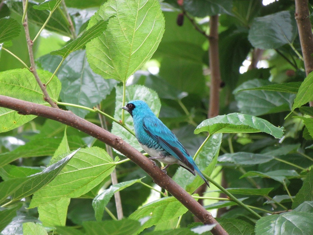 Parque Estadual dos Campos Altos
