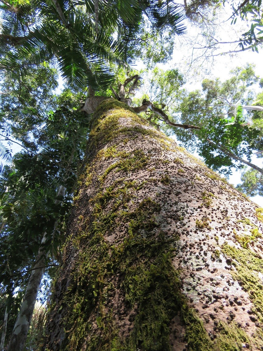 Parque Estadual dos Campos Altos