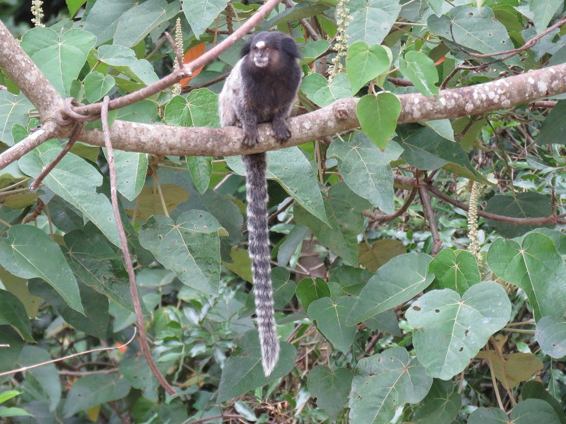 Parque Estadual dos Campos Altos