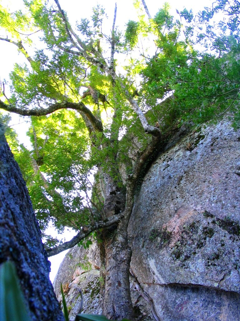 Pedra Sapo