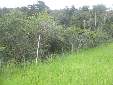 APA São Lourenço