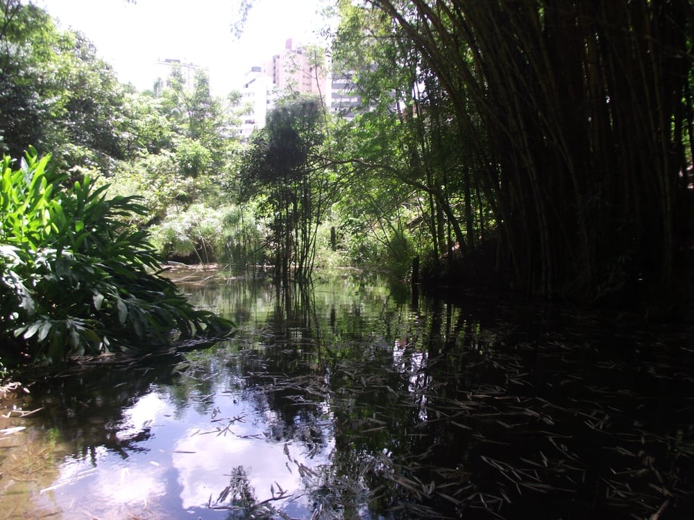Parque Municipal Mata das Borboletas