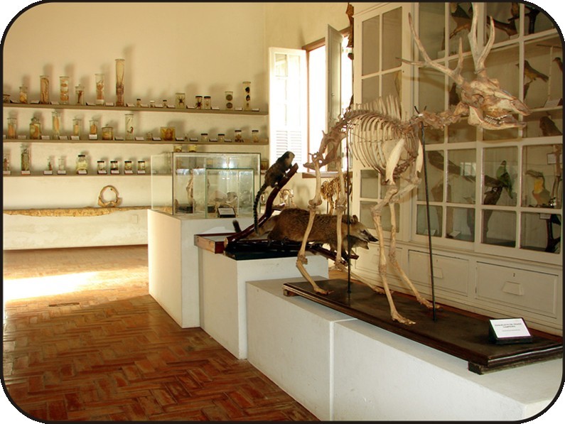 Museu da Zoologia