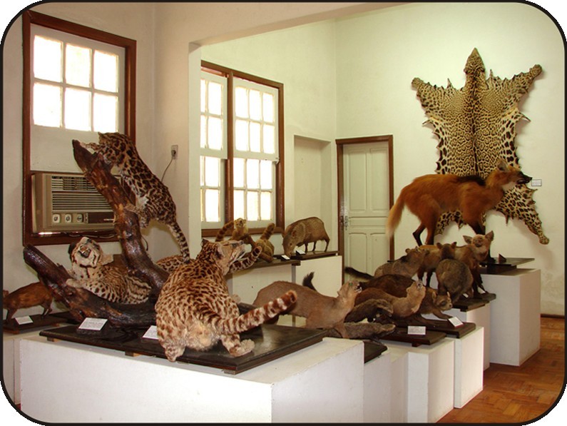 Museu da Zoologia
