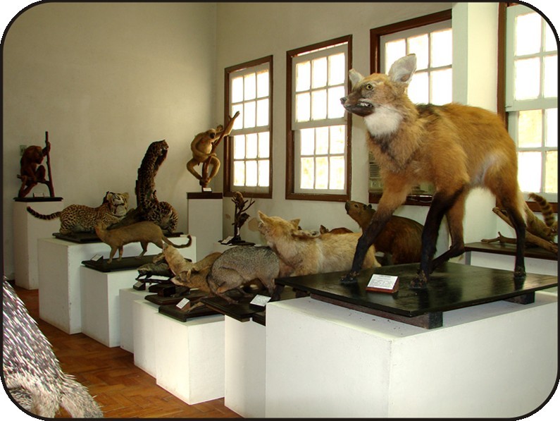 Museu da Zoologia