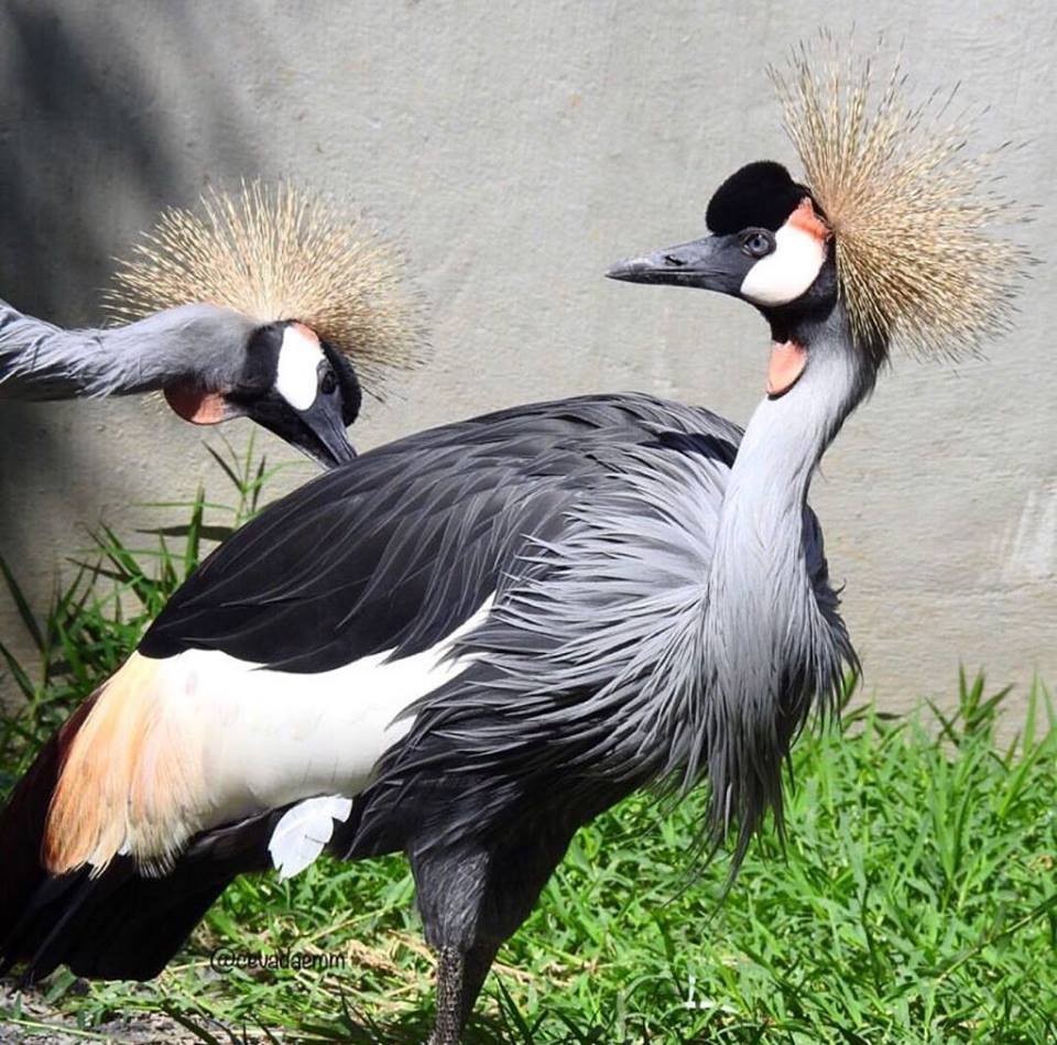 Zoo das Aves
